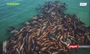 فیلم/ تجمع هزاران شیر دریایی در سواحل جزیره ساخالین روسیه