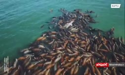 فیلم/ تجمع هزاران شیر دریایی در سواحل جزیره ساخالین روسیه