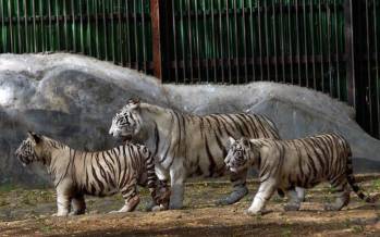 تصاویر نمایش دو توله ببر سفید در خطر انقراض,عکس های ببر سفید,تصاویری از ببرهای سفید در باغ وحش هند