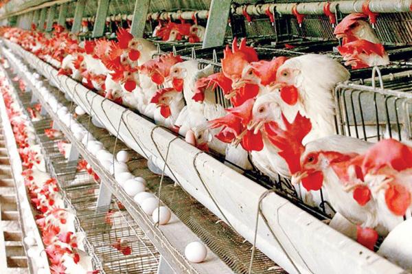 قیمت مرغ,ناتوانی در کنترل قیمت مرغ