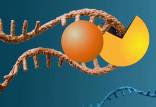 تجزیه ژن رایج سرطان‌زا,مولکولی با توانایی تجزیه ژن رایج سرطان‌زا