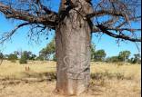 درختان استرالیا,درختانی با نمادهای اسرارآمیز در صحرای استرالیا