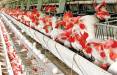 قیمت مرغ,ناتوانی در کنترل قیمت مرغ