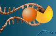 تجزیه ژن رایج سرطان‌زا,مولکولی با توانایی تجزیه ژن رایج سرطان‌زا