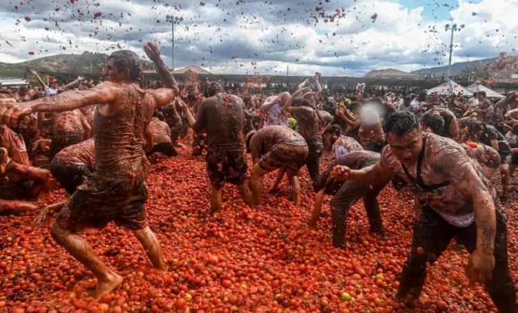 تصاویر جشنواره مبارزه با گوجه فرنگی در کلمبیا,عکس هایی از جشنواره مبارزه با گوجه فرنگی در کلمبیا,تصاویر مبارزه با کوچه در کلمبیا