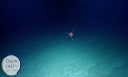 دانشمندان یک عروس دریایی همنوع‌خوار کشف کردند +فیلم