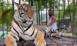 فیلم/ حضور عجیب رامین رضاییان در قفس ببر