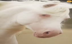 فیلم/ زیبایی خیره کننده یک اسب سفید
