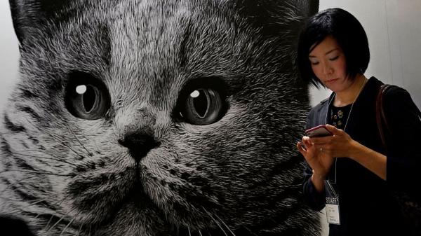 گربه,طراحی اپلیکیشنی مبتنی بر هوش مصنوعی با قابلیت تشخیص درد گربه‌های خانگی