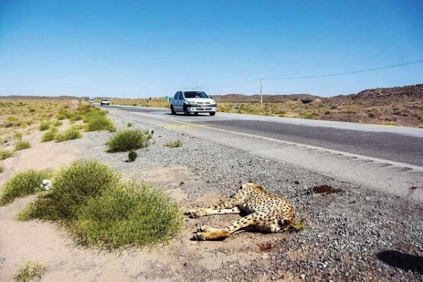 یوزپلنگ,مرگ یوز ایرانی در جاده میامی-سبزوار