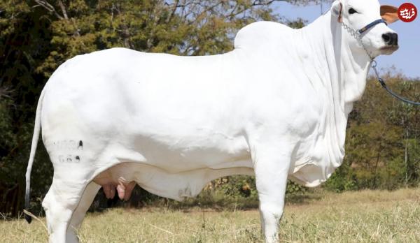 گران‌ترین گاو جهان,گاو سفید