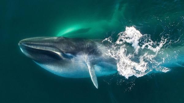 نهنگ,کشف گنج در دل نهنگ