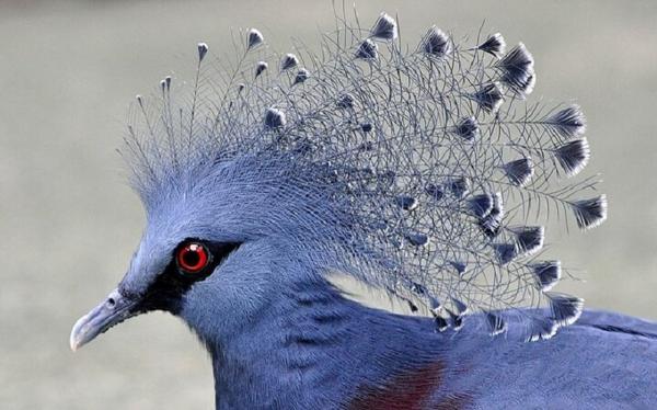 کبوتر,کبوتری به زیبایی‌ طاووس