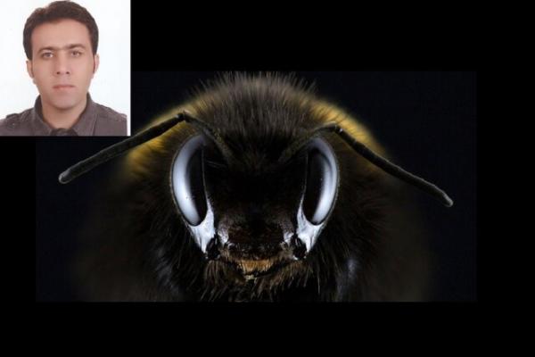 زنبور,استفاده از مغز زنبورها برای ارتقای سیستم‌های هوش مصنوعی