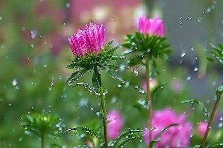 ورود سامانه بارشی به کشور,وضعیت بارش باران در کشور