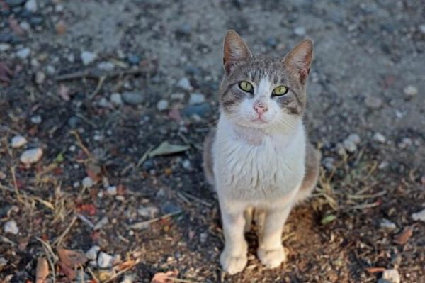 کروناویروس گربه‌سانان گربه,مرگ گربه ها در قبرس بخاطر کرونا