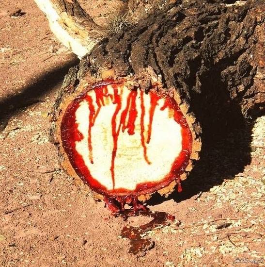 درخت خونی در یمن,درختی عجیب در یمن