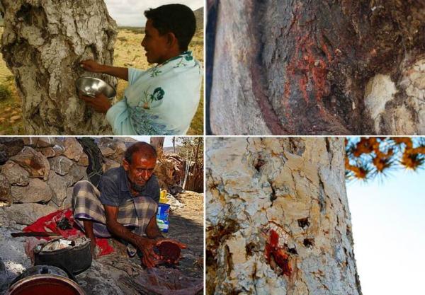 درخت خونی در یمن,درختی عجیب در یمن