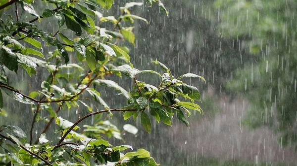 آخرین وضعیت آب و هوای کشور در 5 تیر 1402,رگبار باران و رعد و برق در جنوب کشور