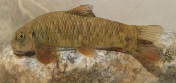 ماهی,کشف یک گونه ماهی ۱۲ میلیون ساله در رودخانه دجله