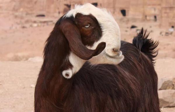 حیوانات عجیب‌ و غریب,بز ترسناک