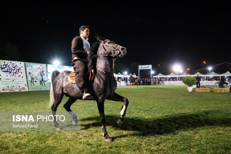 تصاویر جشنواره بین‌المللی اسب کُرد,عکس های جشنواره بین‌المللی اسب کُرد,تصاویری از اسب کرد