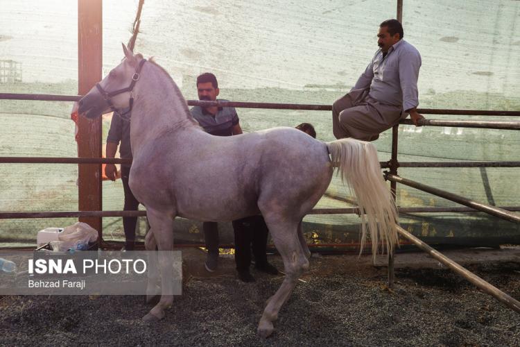 تصاویر جشنواره بین‌المللی اسب کُرد,عکس های جشنواره بین‌المللی اسب کُرد,تصاویری از اسب کرد