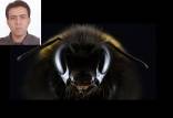 زنبور,استفاده از مغز زنبورها برای ارتقای سیستم‌های هوش مصنوعی