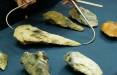 تبر,کشف تبرهای غول‌آسا با قدمت ۳۰۰ هزار سال در انگلستان