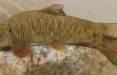 ماهی,کشف یک گونه ماهی ۱۲ میلیون ساله در رودخانه دجله