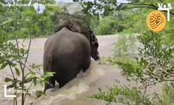 فیلم/ استفاده از فیل‌ برای انتقال صندوق رای به روستاهای دورافتاده
