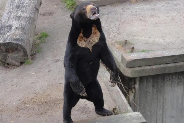 خرس انسان نما,ماجرای انسانی در لباس خرس در باغ وحش چین