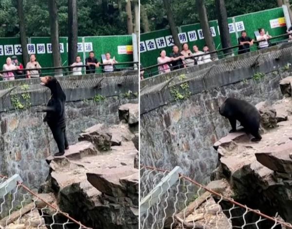خرس انسان نما,ماجرای انسانی در لباس خرس در باغ وحش چین