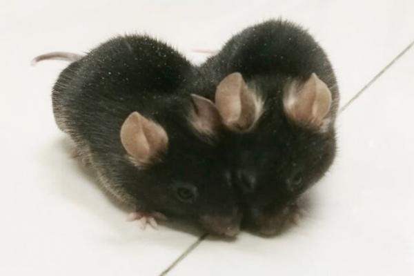 موش,اتصال ۲ موش برای جوان شدن موش پیر