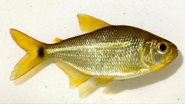 ماهی,کشف طلایی‌ترین ماهی دنیا در رودخانۀ آمازون