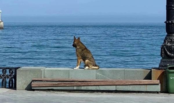 سگ,سگ چشم انتظار صاحب در ترکیه