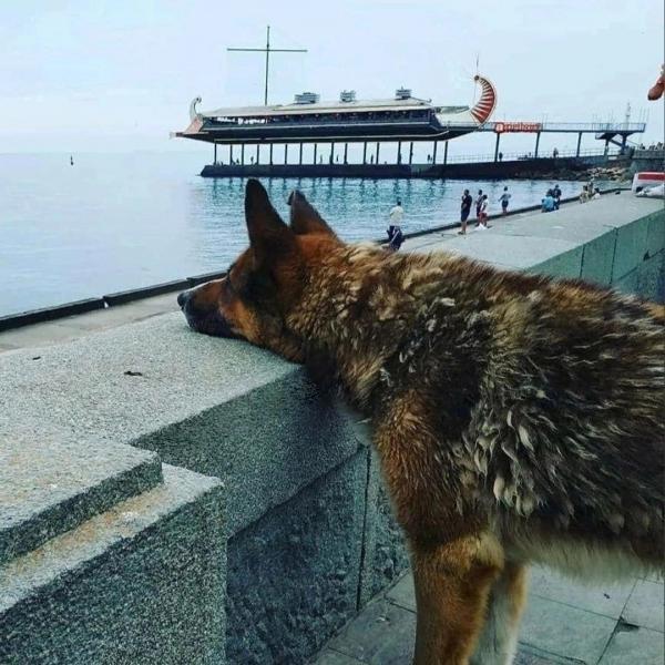 سگ,سگ چشم انتظار صاحب در ترکیه
