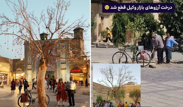 درخت آرزوها در شیراز,قطع درخت آرزوها در شیراز