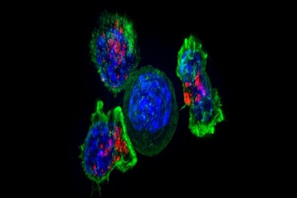 متاستاز,کشف روش جدید و غیرمنتظره سلول‌های سرطانی برای متاستاز