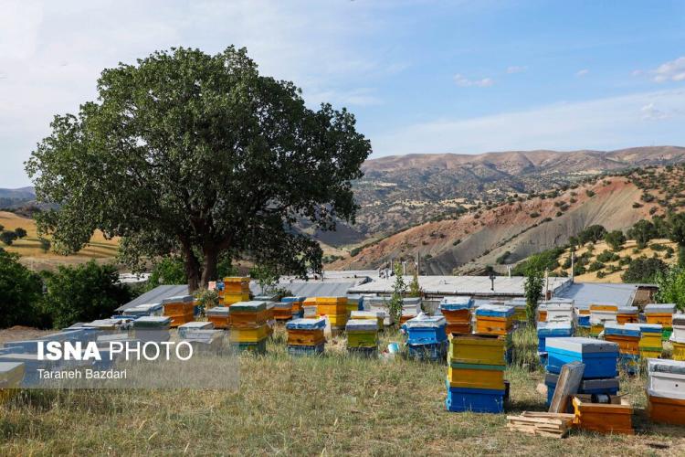 تصاویر پرورش زنبور عسل در لرستان,عکس های پرورش زنبور عسل در لرستان,تصاویری از پرورش زنبور عسل در لرستان