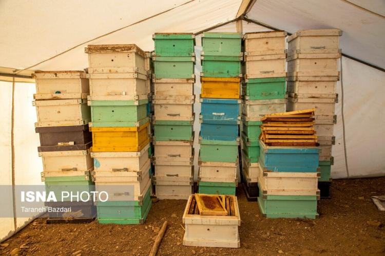 تصاویر پرورش زنبور عسل در لرستان,عکس های پرورش زنبور عسل در لرستان,تصاویری از پرورش زنبور عسل در لرستان