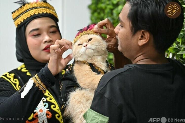 تصاویر هفته مد گربه‌ها در اندونزی,عکس های گربه ها در اندونزی,تصاویر فستیوال گربه در اندونزی