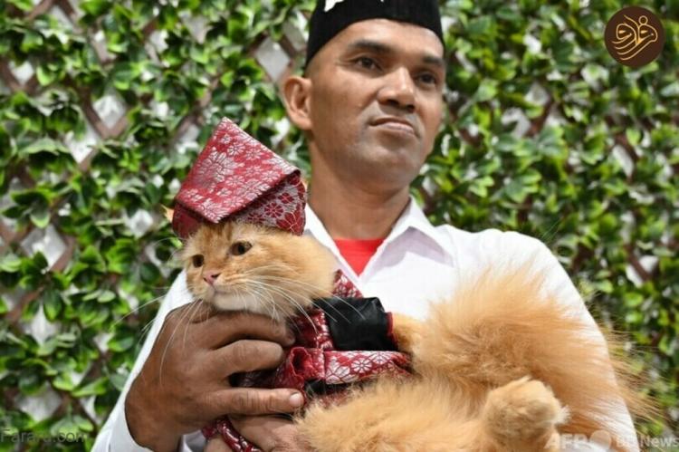تصاویر هفته مد گربه‌ها در اندونزی,عکس های گربه ها در اندونزی,تصاویر فستیوال گربه در اندونزی
