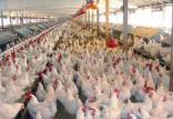 مرغ,تلف شدن ۸۵۰۰ قطعه مرغ به دلیل قطعی برق