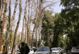 درختان ولیعصر,واکنش شهرداری به خشکاندن درختان خیابان ولیعصر