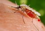 مالاریا,ابتلای ۳۱ نفر در کرمان به مالاریا