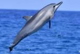 دلفین,استفاده از فناوری تشخیص چهره برای شناسایی دلفین‌ها و نهنگ‌های منحصربه‌فرد