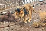 تلف شدن شیر باغ‌وحش سیرجان,تلف شدن یک شیر در باغ وحش سیرجان