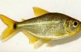 ماهی,کشف طلایی‌ترین ماهی دنیا در رودخانۀ آمازون