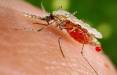 مالاریا,ابتلای ۳۱ نفر در کرمان به مالاریا